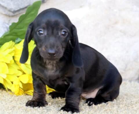 Pepper Mini Dachshund2