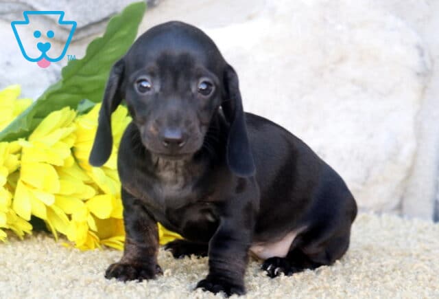 Pepper Mini Dachshund2 image