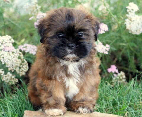 Sweet-faced Shih Tzu puppy with a fluffy brown and black coat and a white patch on its chest sitting on a stone surrounded by green grass and blooming white and pink flowers.