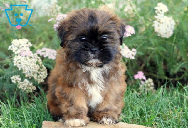 Sweet-faced Shih Tzu puppy with a fluffy brown and black coat and a white patch on its chest sitting on a stone surrounded by green grass and blooming white and pink flowers. image