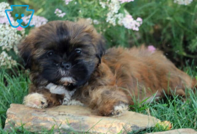 Cute Shih Tzu puppy with a dark face and soft brown fur lying on a stone slab in a grassy garden, surrounded by blooming pink and white wildflowers. image