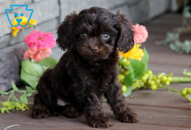 Adorable dark chocolate Cavapoo puppy sitting on a wooden porch with bright faux flowers and a stone wall in the background. image