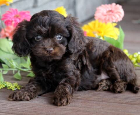 Sweet dark brown Cavapoo puppy lying down on a wooden floor with bright artificial flowers in the background.