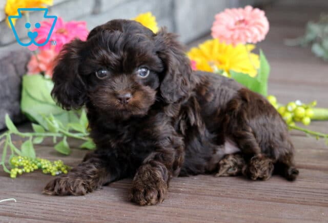 Sweet dark brown Cavapoo puppy lying down on a wooden floor with bright artificial flowers in the background. image