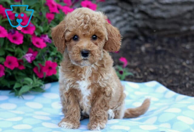 Curly apricot Bichpoo puppy with white markings sitting on a light blue polka dot blanket in front of vibrant pink flowers. image