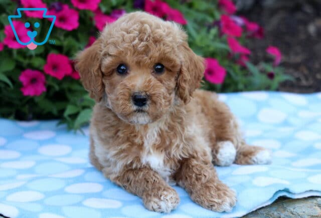 Adorable apricot Bichpoo puppy with white paws and chest lying on a light blue polka dot blanket in front of bright pink flowers. image