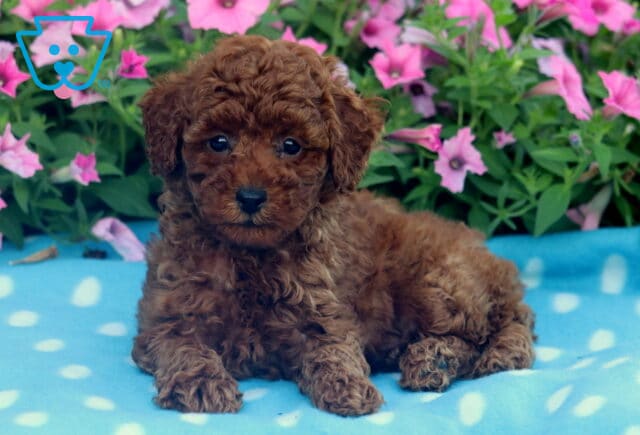 Sweet-faced red Mini Poodle puppy laying on a light blue blanket with white polka dots, set against a background of blooming pink petunias. image