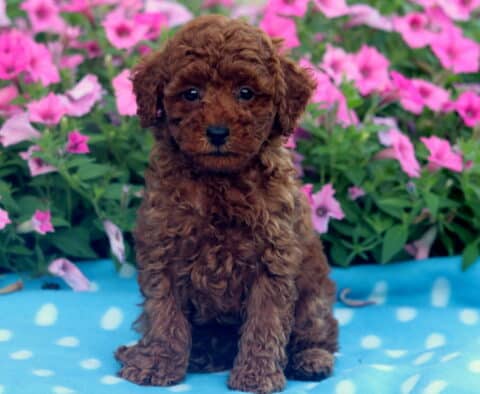 Tiny red Mini Poodle puppy sitting upright on a blue and white polka dot blanket with a backdrop of blooming pink petunias.
