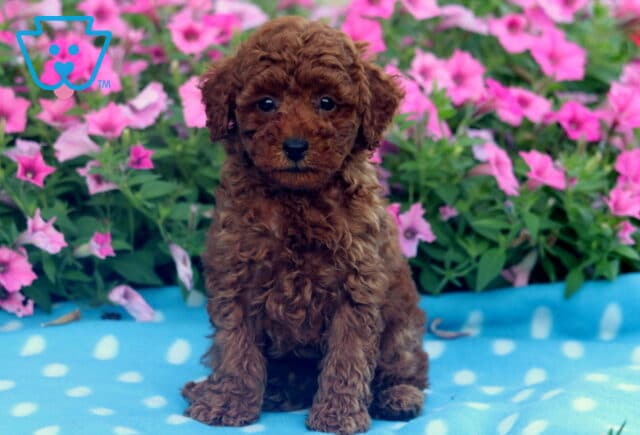 Tiny red Mini Poodle puppy sitting upright on a blue and white polka dot blanket with a backdrop of blooming pink petunias. image