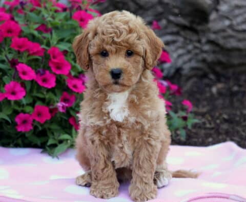 Curly reddish-brown Bichpoo puppy with a white chest sitting on a pink polka dot blanket in front of vibrant pink flowers.