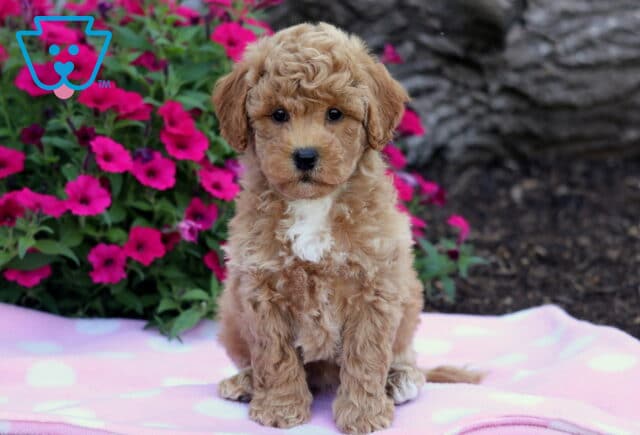 Curly reddish-brown Bichpoo puppy with a white chest sitting on a pink polka dot blanket in front of vibrant pink flowers. image