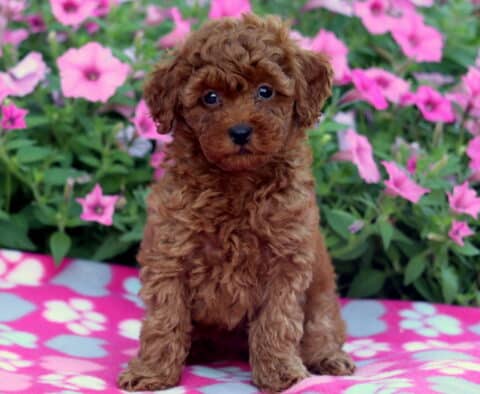 Fluffy Mini Poodle puppy with a rich red coat sitting on a pink and gray paw-print blanket, surrounded by blooming pink flowers in the background.