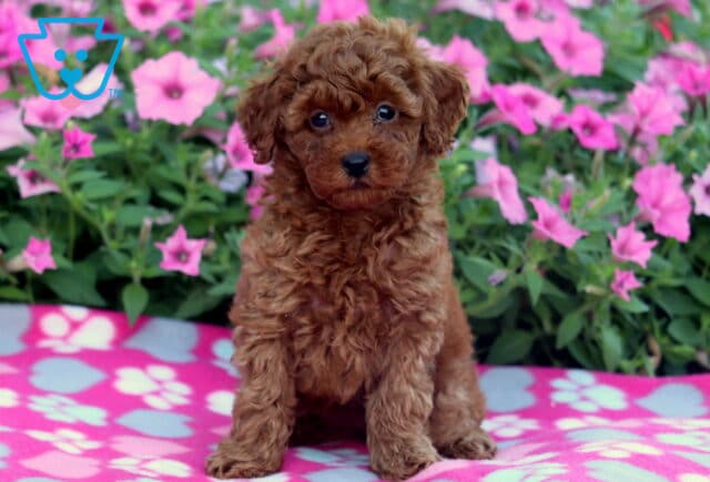 Fluffy Mini Poodle puppy with a rich red coat sitting on a pink and gray paw-print blanket, surrounded by blooming pink flowers in the background. image