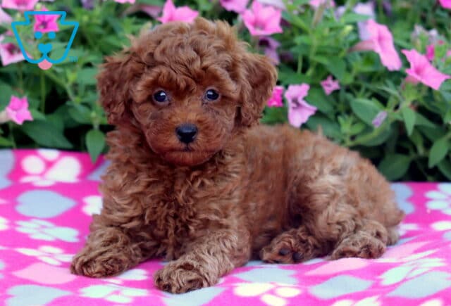 Curly red Mini Poodle puppy laying on a pink and gray paw-print blanket, with lush green foliage and pink flowers in the background. image