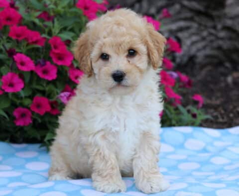 Fluffy cream Bichpoo puppy sitting attentively on a light blue polka dot blanket with bright pink flowers in the background.