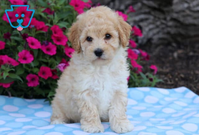 Fluffy cream Bichpoo puppy sitting attentively on a light blue polka dot blanket with bright pink flowers in the background. image