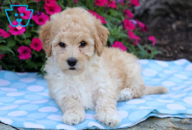 Curly cream-colored Bichpoo puppy lying on a blue polka dot blanket, with vibrant pink flowers in the background. image