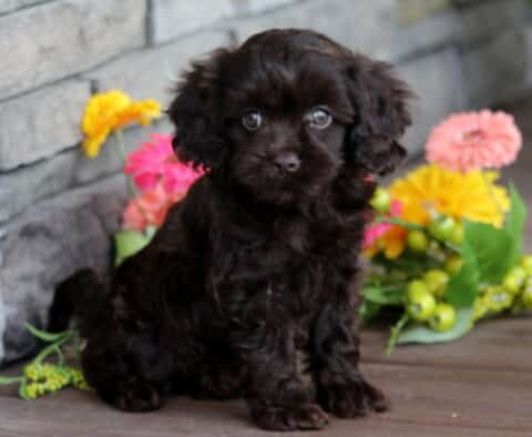 Adorable dark brown Cavapoo puppy sitting upright on a wooden deck with colorful flowers and a stone wall in the background.