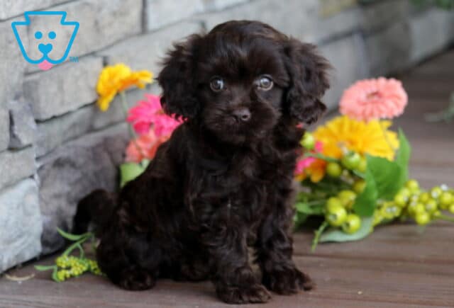 Adorable dark brown Cavapoo puppy sitting upright on a wooden deck with colorful flowers and a stone wall in the background. image