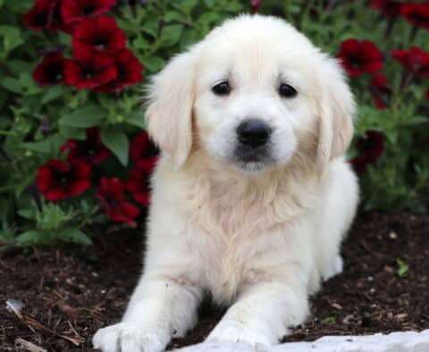 Piggy Golden2