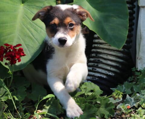 Curious Border Collie mix puppy with tan eyebrows and white front legs stepping forward from behind large green leaves in a garden bed.