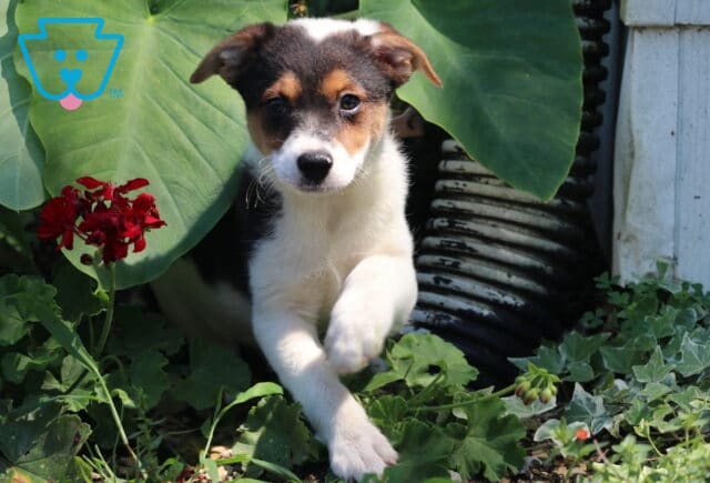 Curious Border Collie mix puppy with tan eyebrows and white front legs stepping forward from behind large green leaves in a garden bed. image