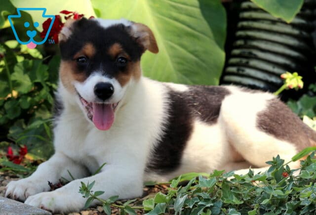 Playful Border Collie mix puppy with a black, white, and tan coat lying on the ground with its tongue out, surrounded by green ivy and tropical plants. image