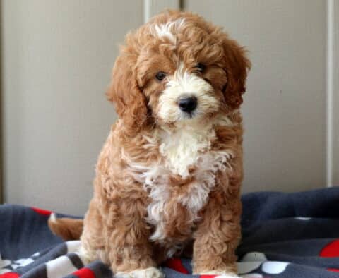 Piper Mini Goldendoodle