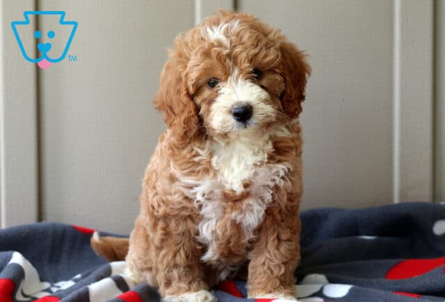 Piper Mini Goldendoodle image