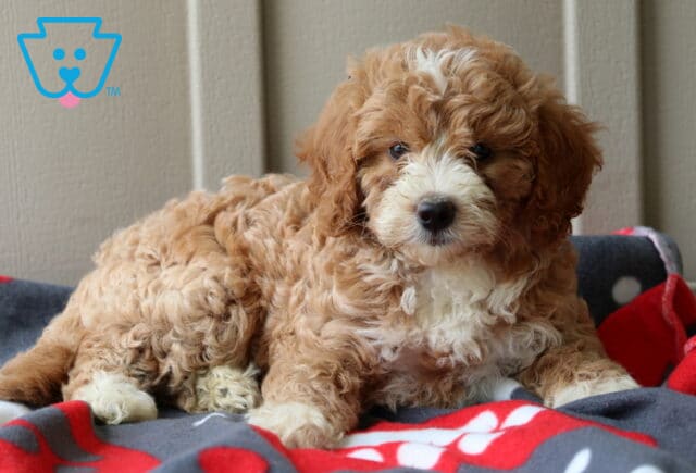 Piper Mini Goldendoodle2 image