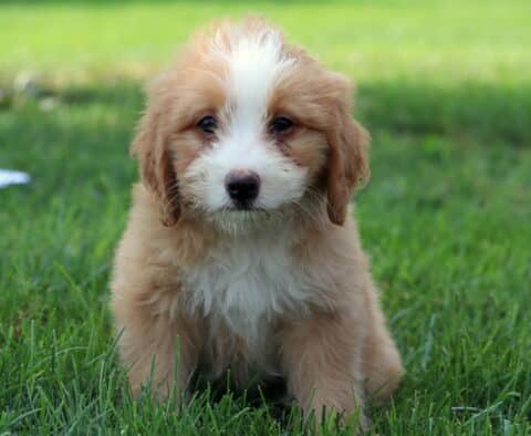 Mini Bernedoodle puppy with a fluffy apricot and white coat, featuring a wide white blaze on the face and chest, sitting on a lush green lawn with a soft, curious expression.