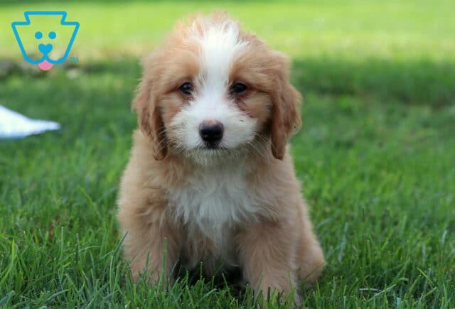 Mini Bernedoodle puppy with a fluffy apricot and white coat, featuring a wide white blaze on the face and chest, sitting on a lush green lawn with a soft, curious expression. image
