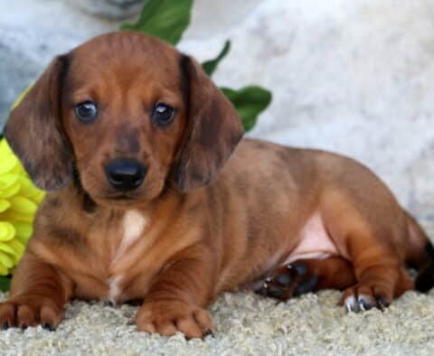 Pluto Mini Dachshund