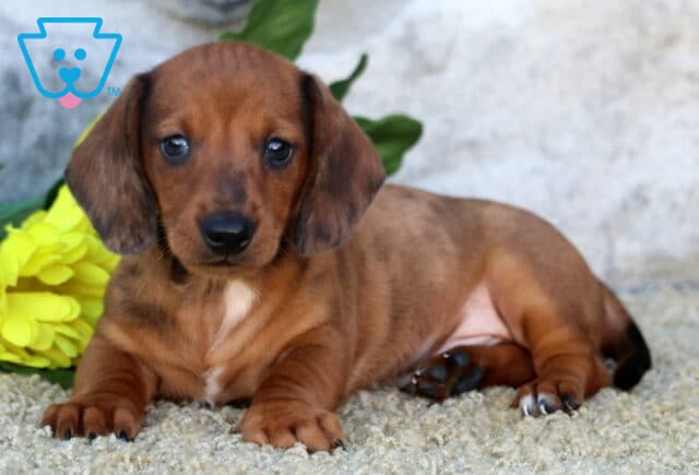 Pluto Mini Dachshund image