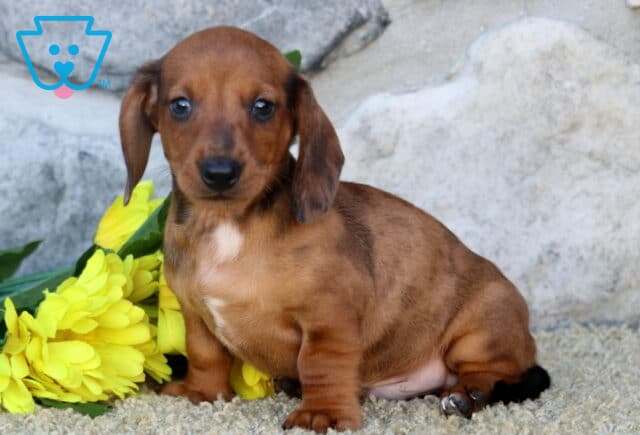 Pluto Mini Dachshund2 image