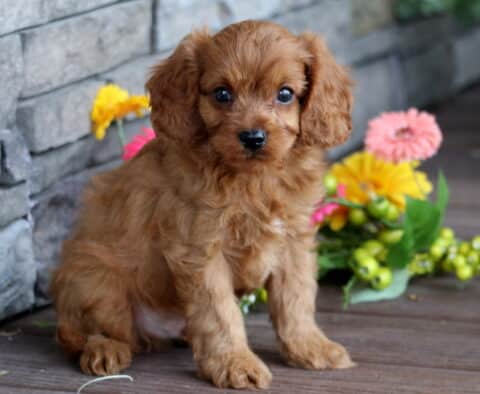 Adorable red Cavapoo puppy with a curly coat sitting on a wooden deck in front of a stone wall and colorful artificial flowers.