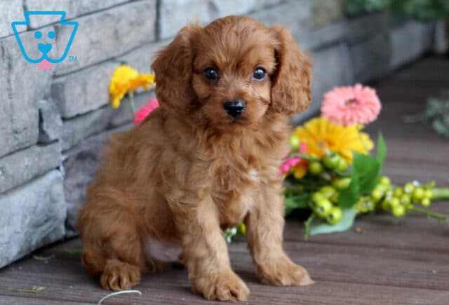 Adorable red Cavapoo puppy with a curly coat sitting on a wooden deck in front of a stone wall and colorful artificial flowers. image