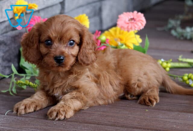 Cute red Cavapoo puppy lying down on a wooden deck, surrounded by colorful faux flowers and a stone wall in the background. image