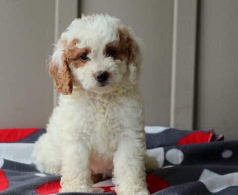 Poe Mini Goldendoodle