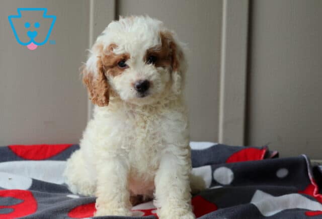 Cream-colored mini Goldendoodle puppy with apricot markings on the ears and around the eyes sits alertly on a red and gray paw print blanket, looking sweet and gentle. image
