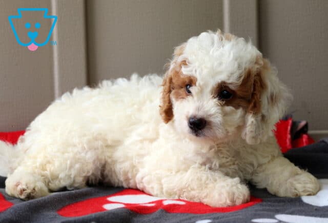 Fluffy cream-colored mini Goldendoodle puppy with caramel patches around the eyes and ears rests on a red and gray paw print blanket, looking off to the side with curiosity. image