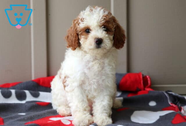 Polly Mini GOldendoodle image