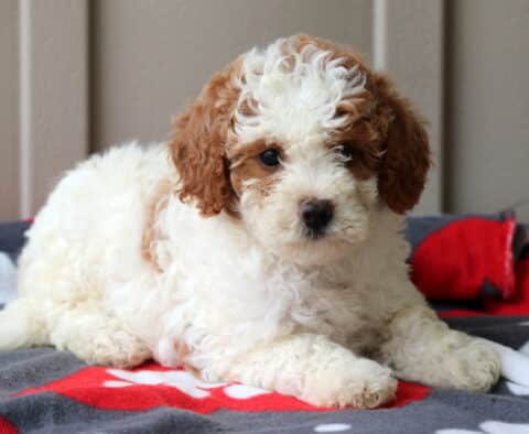 Polly Mini GOldendoodle2