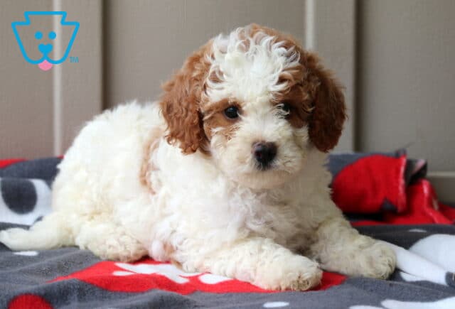 Polly Mini GOldendoodle2 image
