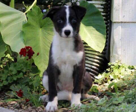 Alert black and white Border Collie mix puppy with a white blaze on its face sitting upright in a garden, framed by leafy green plants and red flowers.