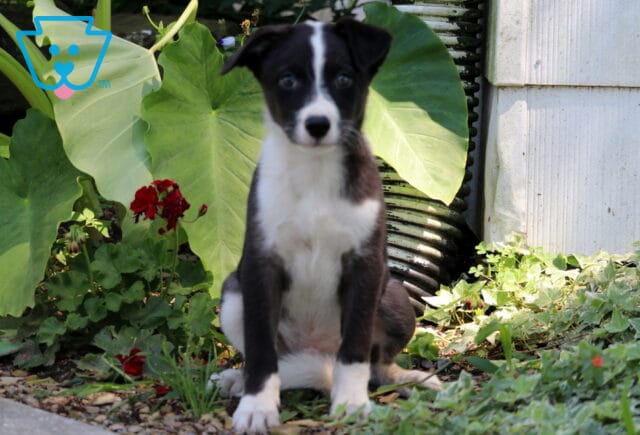 Alert black and white Border Collie mix puppy with a white blaze on its face sitting upright in a garden, framed by leafy green plants and red flowers. image