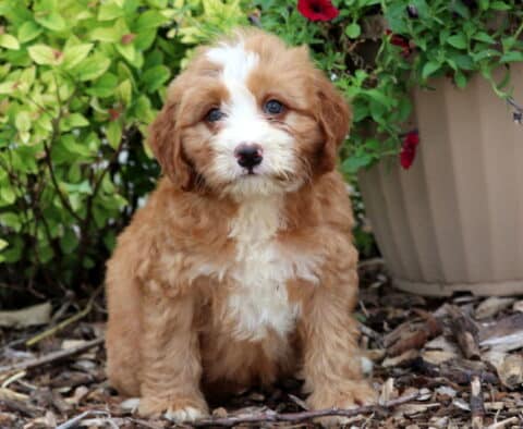Mini Bernedoodle puppy with a soft apricot and white coat, including a white blaze on the face and chest, sitting on mulch beside green foliage and a large tan flower pot with red blossoms.