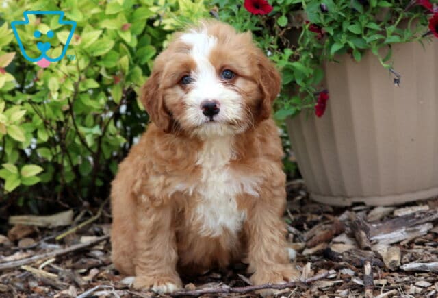 Mini Bernedoodle puppy with a soft apricot and white coat, including a white blaze on the face and chest, sitting on mulch beside green foliage and a large tan flower pot with red blossoms. image