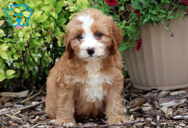 Mini Bernedoodle puppy with a thick apricot and white coat, featuring a wide white blaze on the face and chest, sitting on mulch near green bushes and a large tan flower pot with red petunias. image