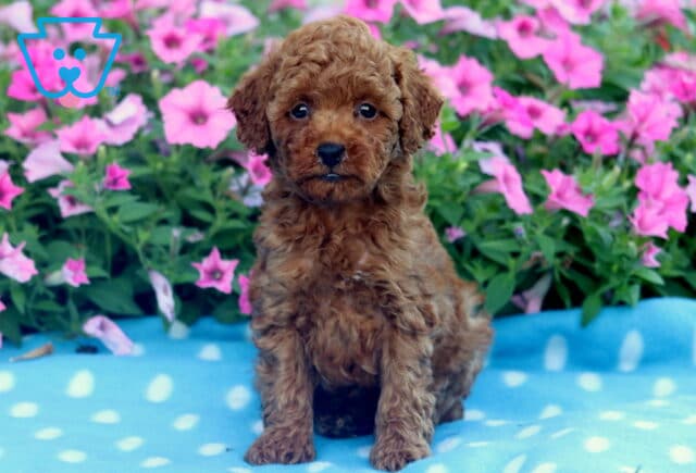 Adorable curly-coated Mini Poodle puppy with a reddish-brown coat sitting on a blue polka dot blanket, surrounded by vibrant pink flowers. image